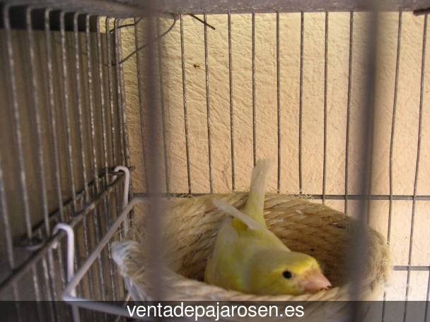 Cria de pajaros para principiantes Riudecanyes?